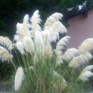 White Pampas Grass Live Plants - 5 Perennial Ornamental Grasses - Image 2