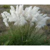 White Pampas Grass Live Plants - 5 Perennial Ornamental Grasses - Image 1
