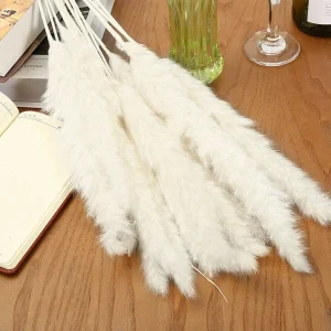 White Pampas Grass Live Plants - 5 Perennial Ornamental Grasses - Image 7