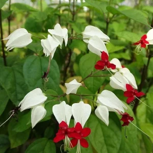 White & Red Bleeding Heart Vine Live Plant – Clerodendrum thomsoniae ‘Alba’ Starter - Image 2