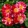 White & Red Climbing Rose Live Plant - Fragrant Perennial Vine, 4-6 Inch Tall - Image 1
