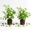 White Trailing Lantana Live Plants - Set of 2, 4-6 Inch Starter for Outdoor Garden - Image 1