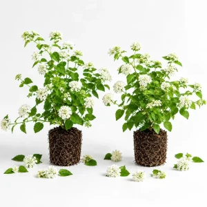 White Trailing Lantana Live Plants - Set of 2, 4-6 Inch Starter for Outdoor Garden - Image 1