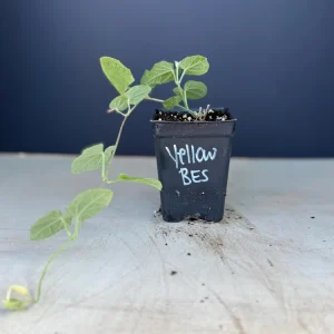 Yellow Black Eyed Susan Vine Live Plant - Perennial Flower for Full Sun - Image 2