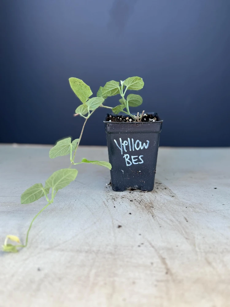 Yellow Black Eyed Susan Vine Live Plant - Perennial Flower for Full Sun - Image 2