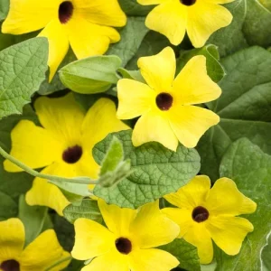 Yellow Black Eyed Susan Vine Live Plant - Perennial Flower for Full Sun - Image 3