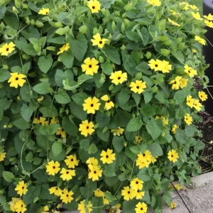 Yellow Black Eyed Susan Vine Live Plant - Perennial Flower for Full Sun - Image 4
