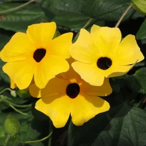 Yellow Black Eyed Susan Vine Live Plant - Perennial Flower for Full Sun - Image 5