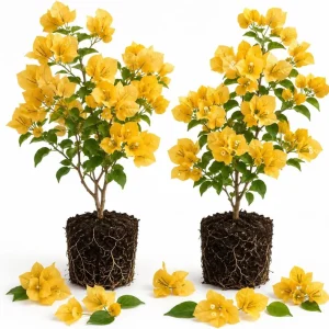 Yellow Bougainvillea Live Plants - 2 Pack, 4-6 Inch Starter Vines for Outdoors - Image 1