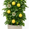 Yellow Passionfruit Live Plant - 4-7 inch Starter Vine, Tropical Fruiting Vine - Image 1