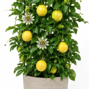 Yellow Passionfruit Live Plant - 4-7 inch Starter Vine, Tropical Fruiting Vine - Image 1