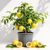 Yellow Passionfruit Live Plant - 4-8 Inch Sweet Passion Fruit Vine - Image 1