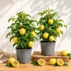 Yellow Passionfruit Live Plant Set (2), 4-8 Inch Tall, Bare Root, Outdoor - Image 1