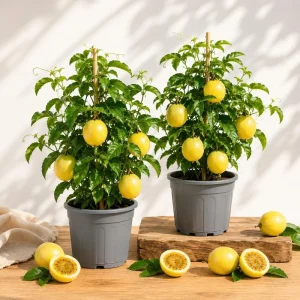 Yellow Passionfruit Live Plant Set (2), 4-8 Inch Tall, Bare Root, Outdoor - Image 1