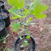 Yellow Poplar Tulip Tree Live Plant – 1 Gallon Pot – Outdoor – 18 in Tall - Image 1