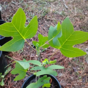 Yellow Poplar Tulip Tree Live Plant – 1 Gallon Pot – Outdoor – 18 in Tall - Image 2