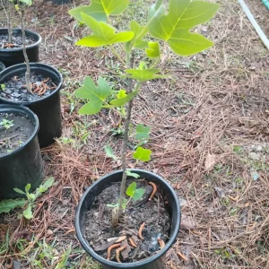 Yellow Poplar Tulip Tree Live Plant – 1 Gallon Pot – Outdoor – 18 in Tall - Image 3