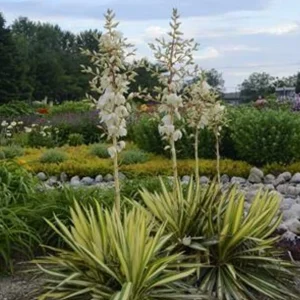 Yucca Bright Edge Variegated Live Plant - Hardy Outdoor Shrub, 2.5x4 inch Pot - Image 2