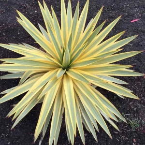 Yucca Bright Edge Variegated Live Plant - Hardy Outdoor Shrub, 2.5x4 inch Pot - Image 3