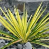 Yucca Bright Edge Variegated Live Plant - Hardy Outdoor Shrub, 2.5x4 inch Pot - Image 1