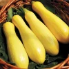 Zucchini Straight Neck Yellow Squash Live Plants 3-4 Pack 4-7 inch Seedlings - Image 1