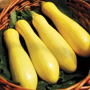Zucchini Straight Neck Yellow Squash Live Plants 3-4 Pack 4-7 inch Seedlings - Image 1