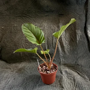 Adelonema Red Velvet Live Plant – 3 inch Pot – Indoor Houseplant - Image 2