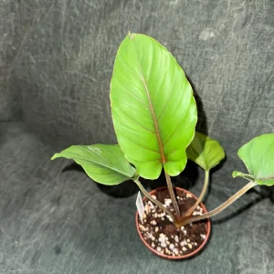 Adelonema Red Velvet Live Plant – 3 inch Pot – Indoor Houseplant - Image 3