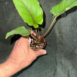 Adelonema Red Velvet Live Plant – 3 inch Pot – Indoor Houseplant - Image 1