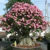 Adenium Arabicum Desert Rose Live Plant – 3 inch Pot – Succulent – Indoor/Outdoor - Image 1