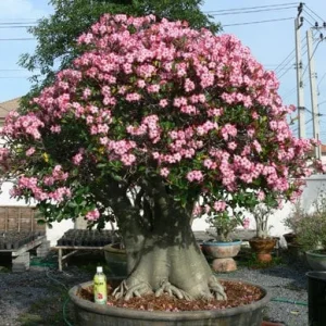 Adenium Arabicum Desert Rose Live Plant – 3 inch Pot – Succulent – Indoor/Outdoor - Image 1