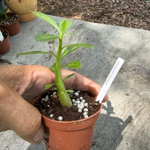 Adenium Arabicum Desert Rose Live Plant – 3 inch Pot – Succulent – Indoor/Outdoor - Image 2