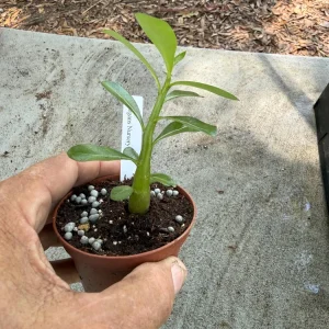 Adenium Arabicum Desert Rose Live Plant – 3 inch Pot – Succulent – Indoor/Outdoor - Image 3
