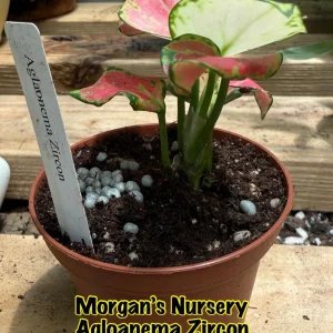 Aglaonema Zircon Live Plant - Colorful Houseplant in 3 inch Pot - Image 2