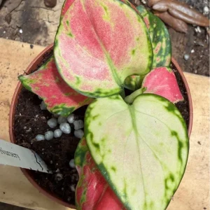 Aglaonema Zircon Live Plant - Colorful Houseplant in 3 inch Pot - Image 3