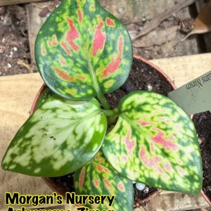 Aglaonema Zircon Live Plant - Colorful Houseplant in 3 inch Pot - Image 4
