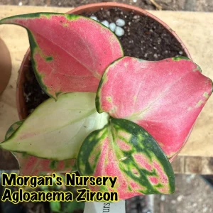 Aglaonema Zircon Live Plant - Colorful Houseplant in 3 inch Pot - Image 5