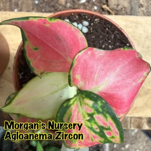 Aglaonema Zircon Live Plant - Colorful Houseplant in 3 inch Pot - Image 6