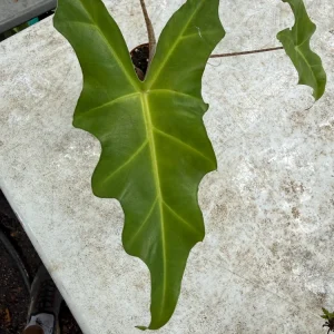 Alocasia Golden Dragon Live Plant - 3 inch Pot, Golden Veins, Indoor Exotic Foliage - Image 1