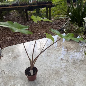 Alocasia Golden Dragon Live Plant - 3 inch Pot, Golden Veins, Indoor Exotic Foliage - Image 2