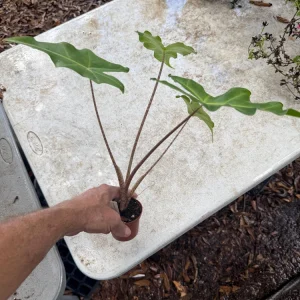 Alocasia Golden Dragon Live Plant - 3 inch Pot, Golden Veins, Indoor Exotic Foliage - Image 3