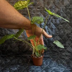 Alocasia Hilo Beauty Live Plant - Variegated Elephant Ear in 3 inch Pot - Image 2