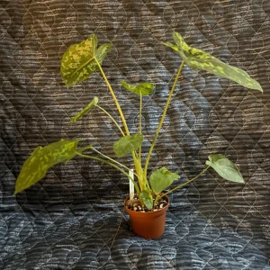 Alocasia Hilo Beauty Live Plant - Variegated Elephant Ear in 3 inch Pot - Image 3