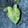 Alocasia Hilo Beauty Live Plant - Variegated Elephant Ear in 3 inch Pot - Image 1