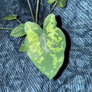 Alocasia Hilo Beauty Live Plant - Variegated Elephant Ear in 3 inch Pot - Image 1