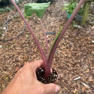 Alocasia Imperial Red Live Plant – 3 Inch Potted Houseplant – Indoor Tropical Foliage - Image 3