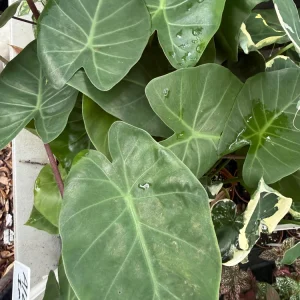 Alocasia Imperial Red Live Plant – 3 Inch Potted Houseplant – Indoor Tropical Foliage - Image 4