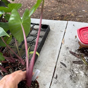 Alocasia Imperial Red Live Plant – 3 Inch Potted Houseplant – Indoor Tropical Foliage - Image 1