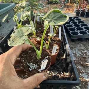 Alocasia Mickey Mouse Live Plant – Potted Houseplant – 3 inch Nursery Pot – Indoor - Image 2