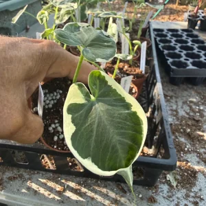 Alocasia Mickey Mouse Live Plant – Potted Houseplant – 3 inch Nursery Pot – Indoor - Image 1